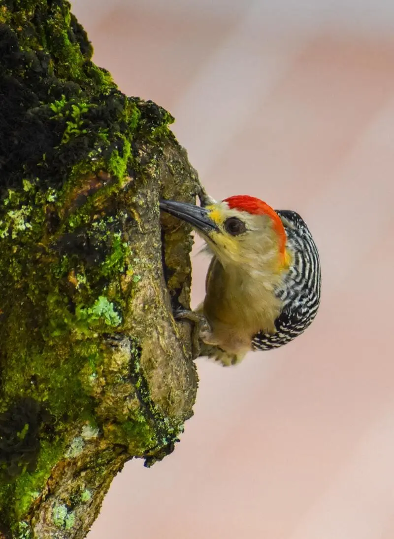 Fauna de Prado - Carpintero
